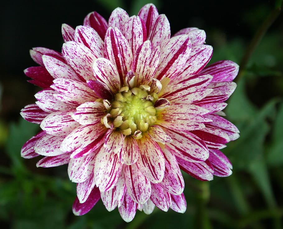 flower, bloom, plant, flowering plant, petal, fragility, vulnerability HD wallpaper