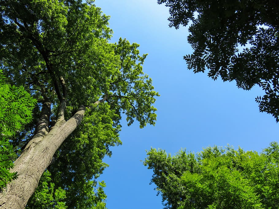 nature, landscape, tree, tribe, sky, crown, outlook, top, leaves HD wallpaper