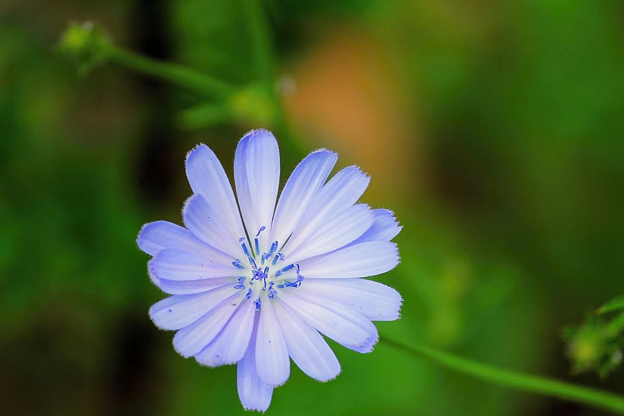 Common Chicory, Blossom, Bloom, flower, cichorium intybus, violet HD wallpaper