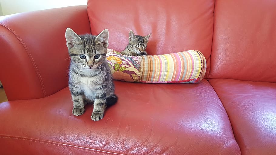 Kittens, Sofa, Puppies, domestic cat, pets, one animal, animal themes HD wallpaper