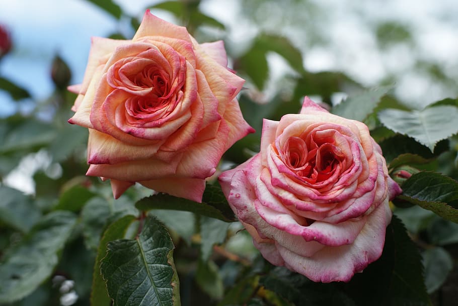 rose, spring, garden, flower, flowering plant, rose - flower HD wallpaper