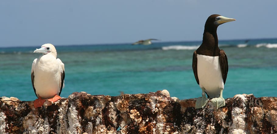 booby, red footed, brown, perched, sitting, islands, coasts HD wallpaper