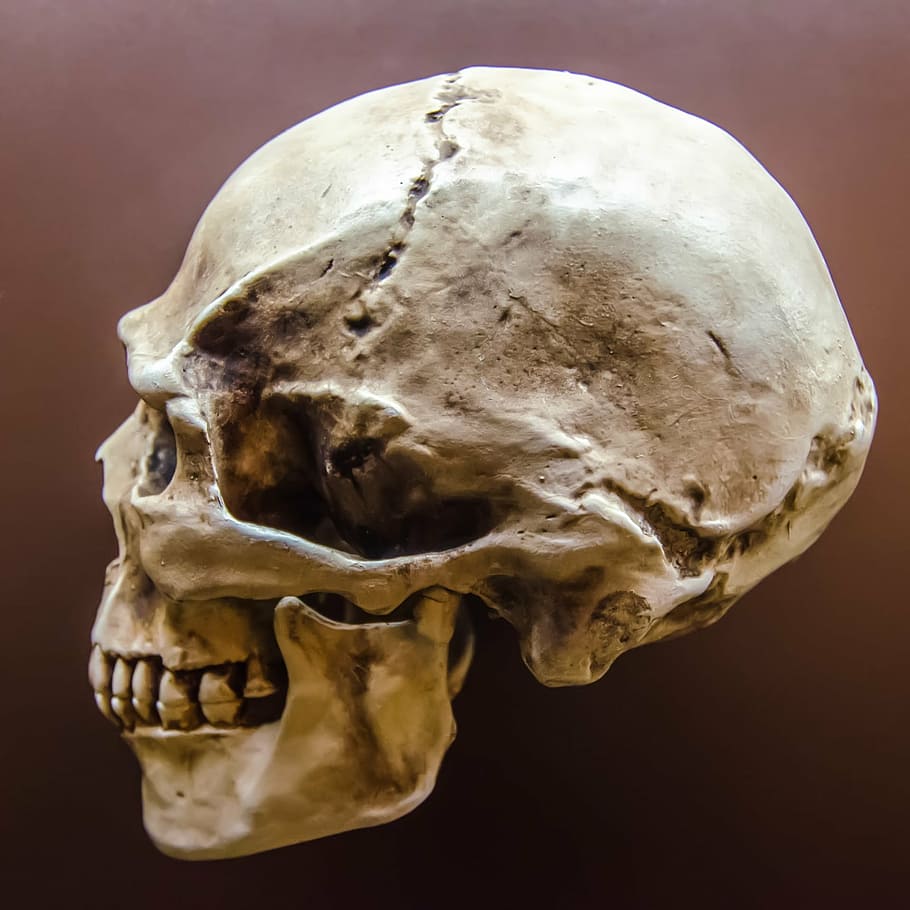 skull photo, appearance, bleak, body, bones, brain, dark, dead HD wallpaper