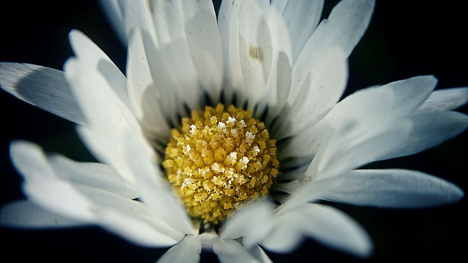 Blossom, Bloom, Spring, Nature, summer, flower, yellow, sun HD wallpaper