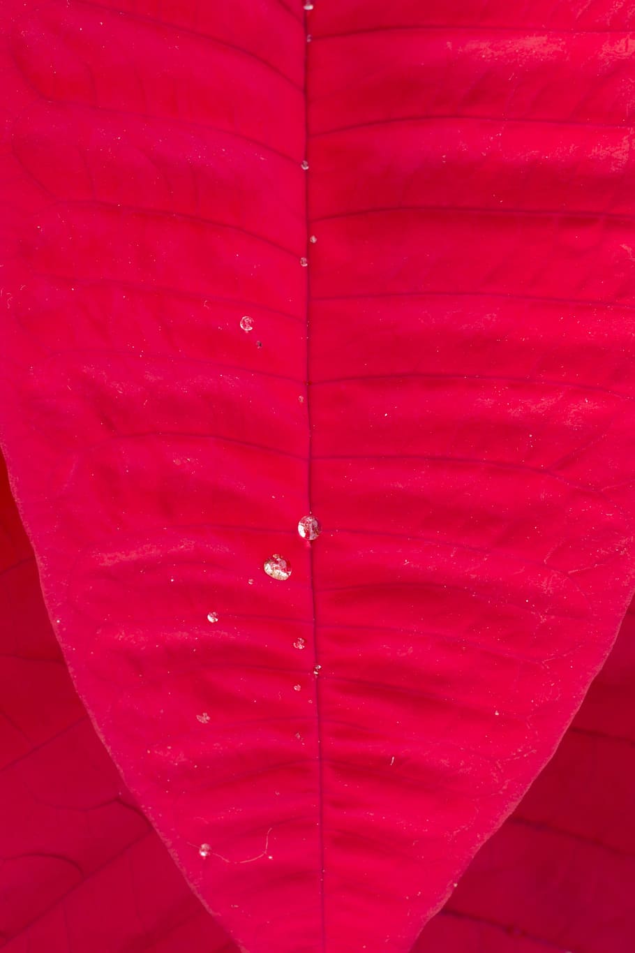 leaf, red, color, abstract, full frame, backgrounds, close-up HD wallpaper