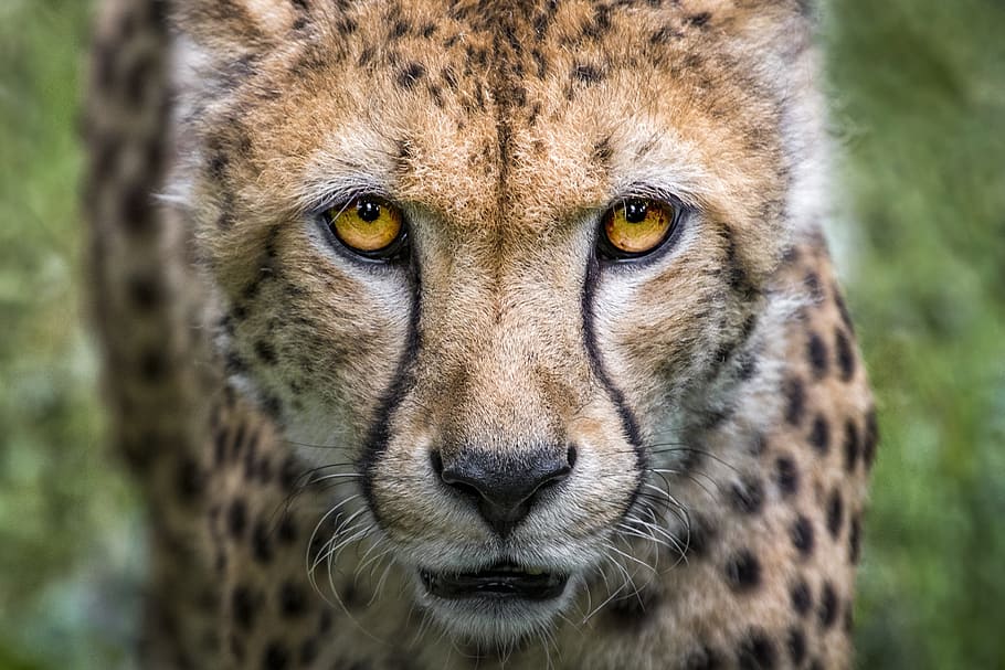 selective focus of cheetah, cat, big cat, predator, wild animal HD wallpaper