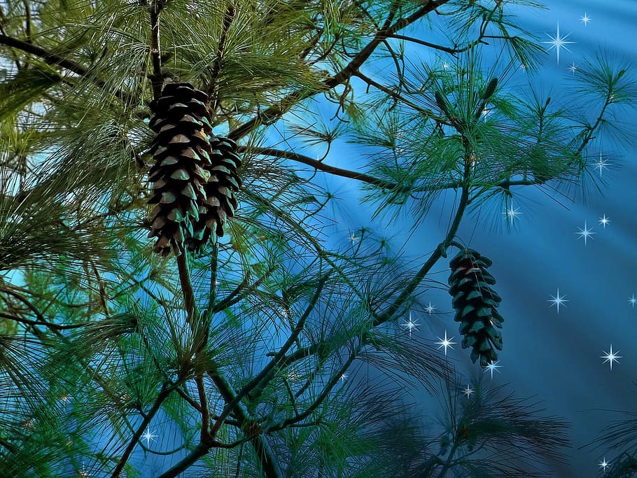pine cones hanging on tree, conifer, starry sky, tap, nature HD wallpaper