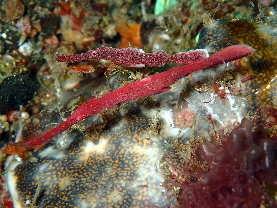 velvet robust ornate ghost pipefish, reef, coral, ocean, sea, HD wallpaper