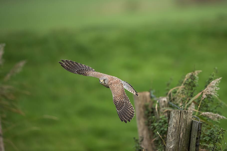 brown and white bird, eagle flying above grass field, hawk, tree HD wallpaper