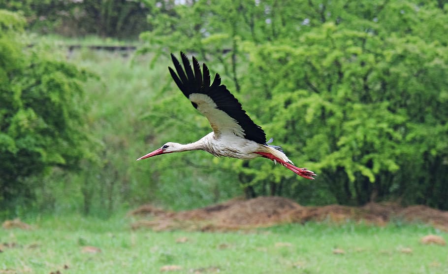 stork, flight, bird, pen, wings, nature, animal, wildlife, white Stork HD wallpaper