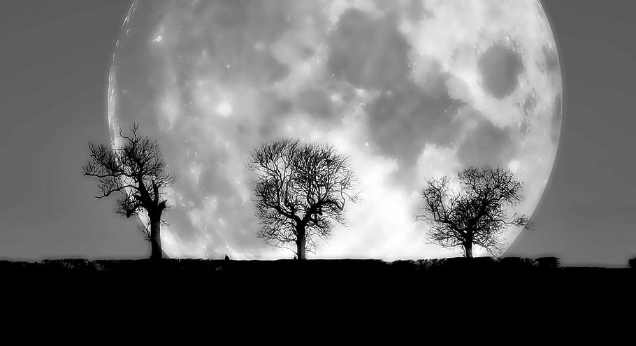 silhouette photography of three bare trees in front of moon HD wallpaper