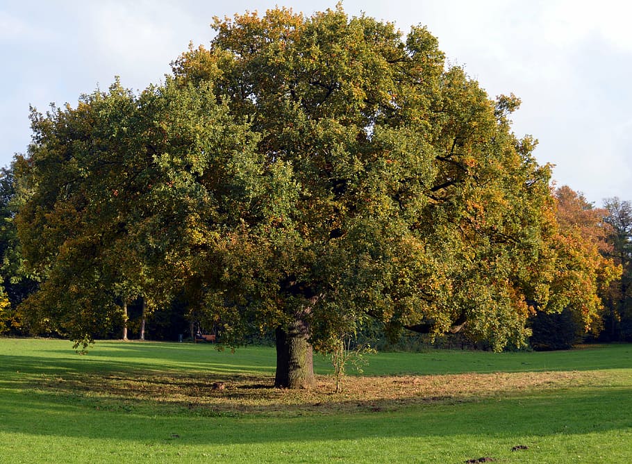 deciduous tree, tribe, aesthetic, log, branches, wood, fall color HD wallpaper