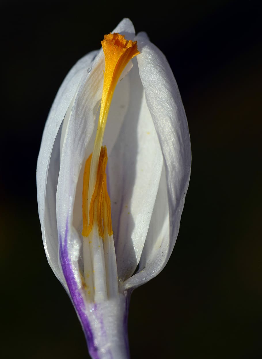 crocus, white, blossom, bloom, stamp, pollen, yellow, sliced HD wallpaper