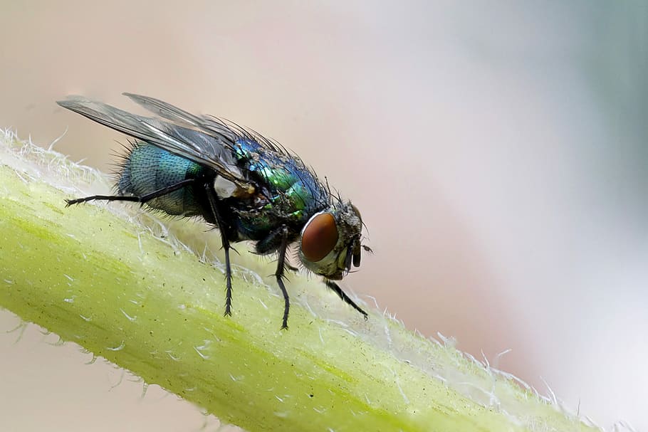 macro photograph of blue fly on plant's stem, selective focus photography of fly HD wallpaper