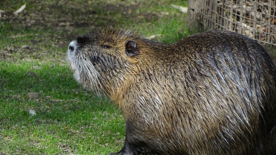 nutria, animals, water, animal themes, one animal, mammal, animal wildlife HD wallpaper