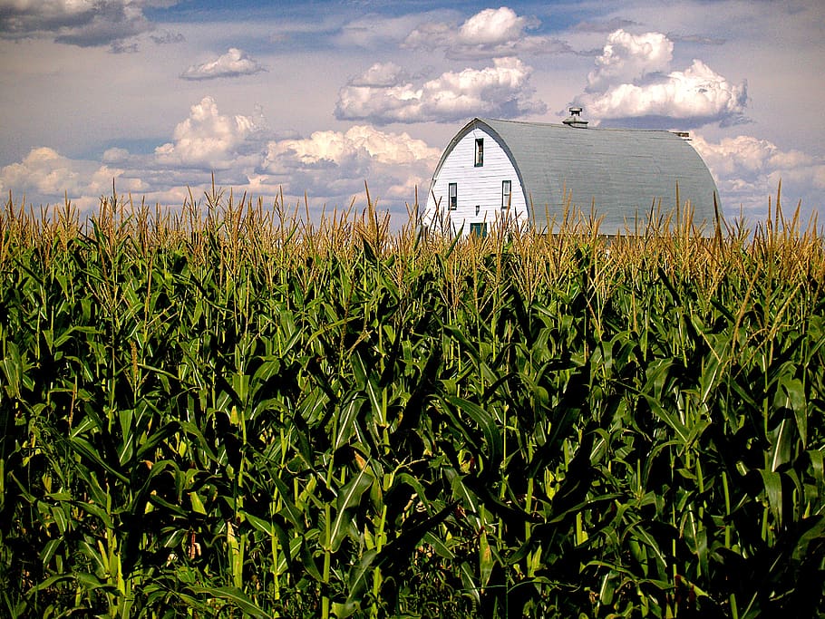corn, field, barn, sky, farm, clouds, agriculture, farming
