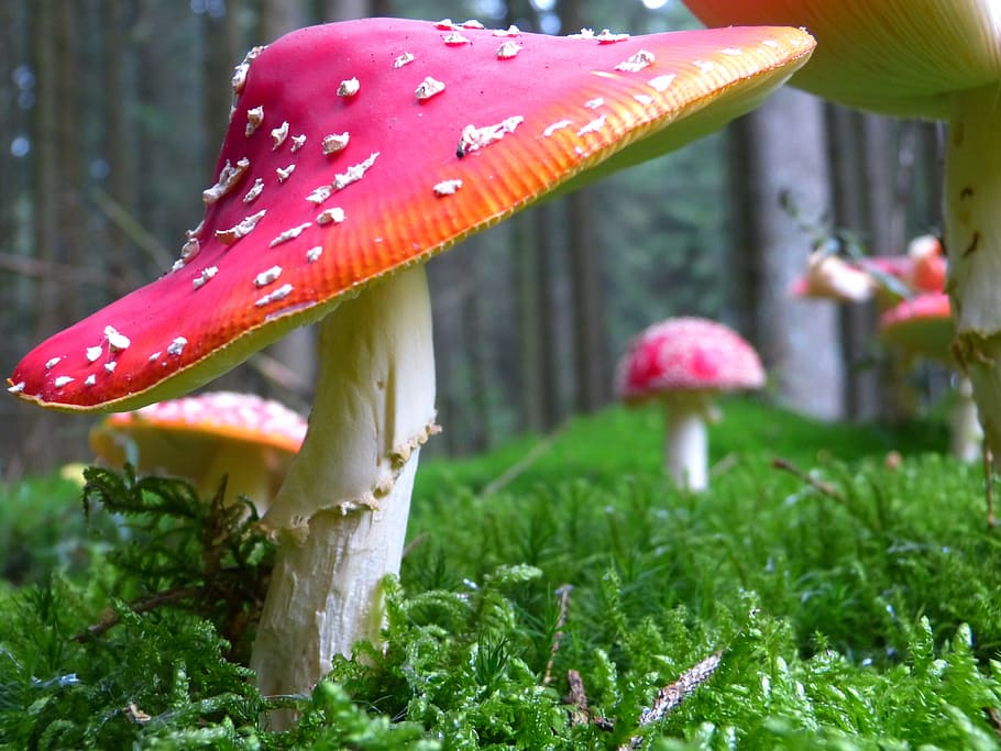 shallow focus photography of red and white mushroom, fly agaric