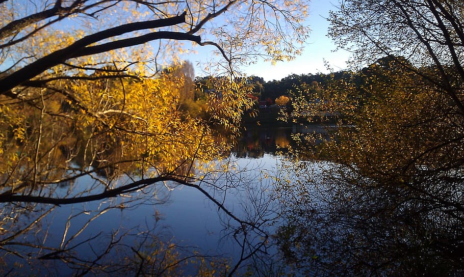 brown and green trees and body of water at daytime, Lake, Reflection HD wallpaper
