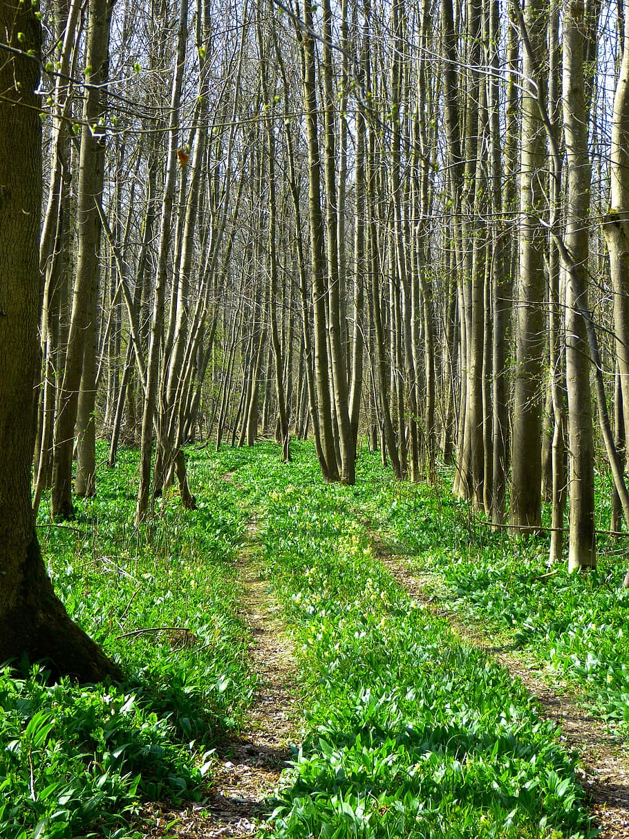 forest, forest path, bear's garlic, green, spring, grow, nature HD wallpaper