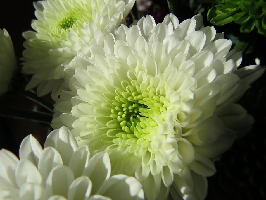 flowers, chrysanthemums, white, flowering plant, beauty in nature, HD wallpaper