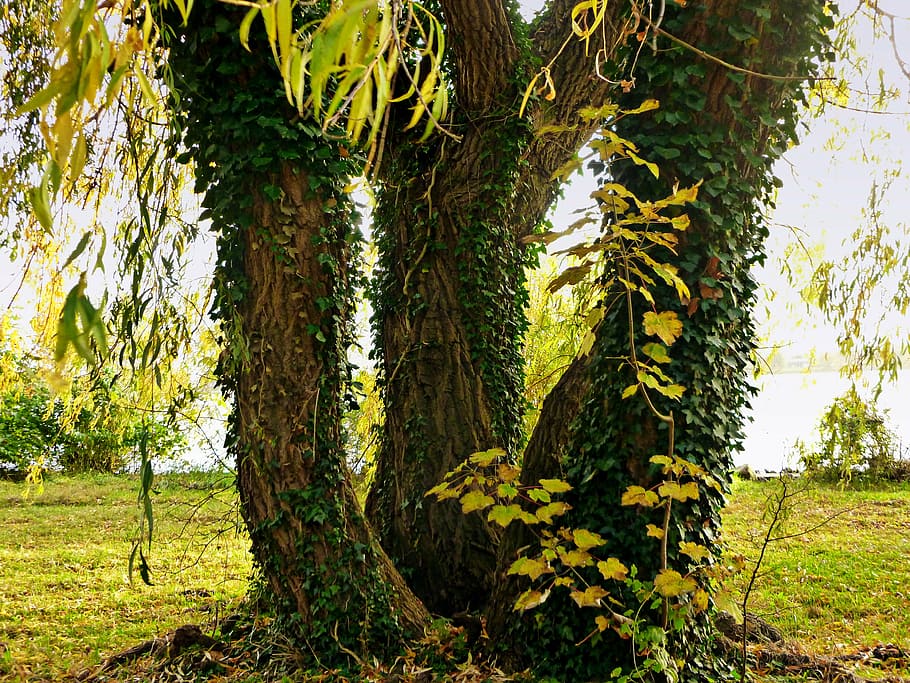 pasture, tree, tree trunks, trio, nature, weeping willow, aesthetic HD wallpaper