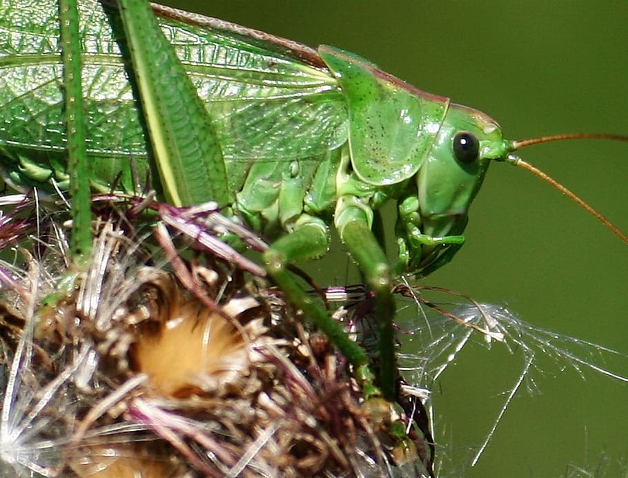 Grasshopper, Nature, Meadow, Macro, insect, animal, close-up HD wallpaper