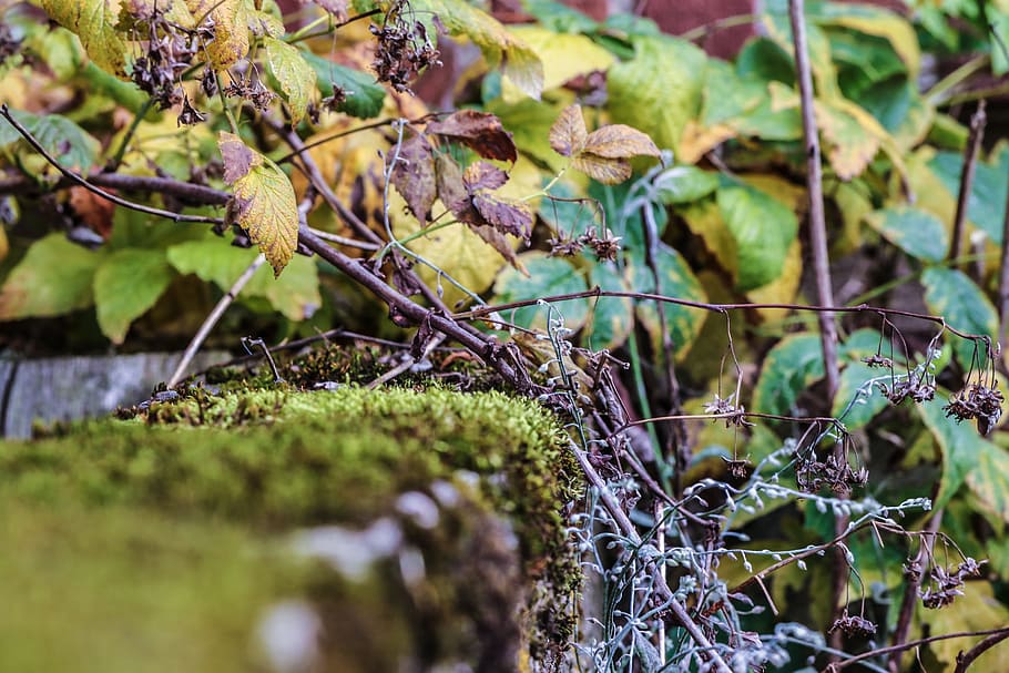 moss, leaves, autumn, fall, nature, plant, selective focus HD wallpaper