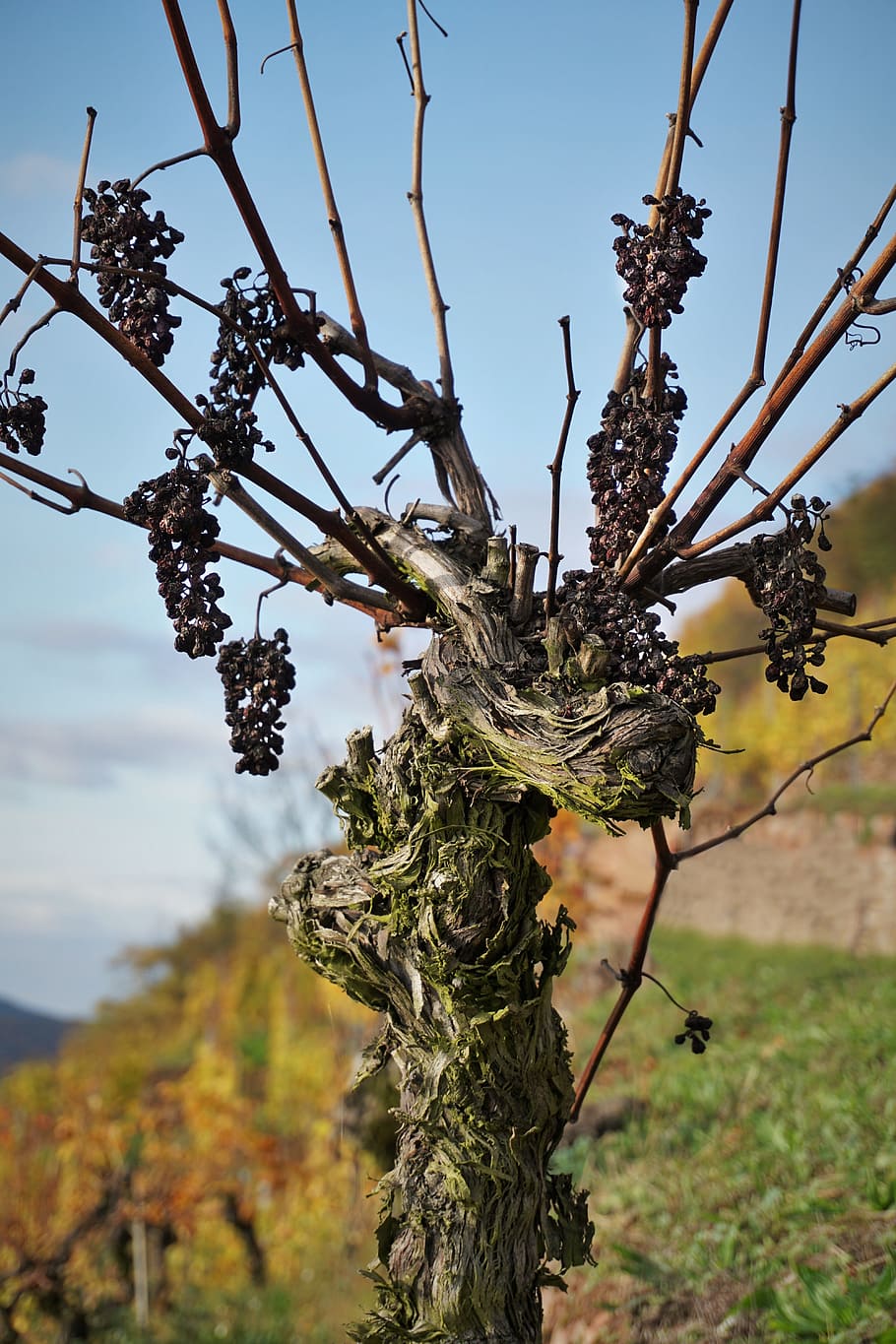 grapevine, vineyard, landscape, winegrowing, nature, vines, HD wallpaper