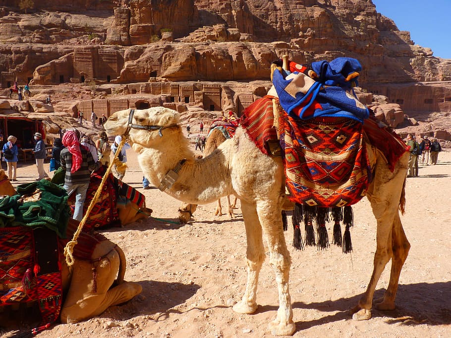textiles on camel, petra, jordan, holiday, travel, middle east