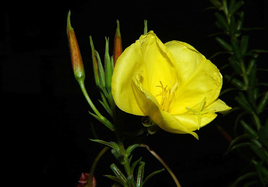 flower, blossom, bloom, close, flower garden, yellow, bright HD wallpaper