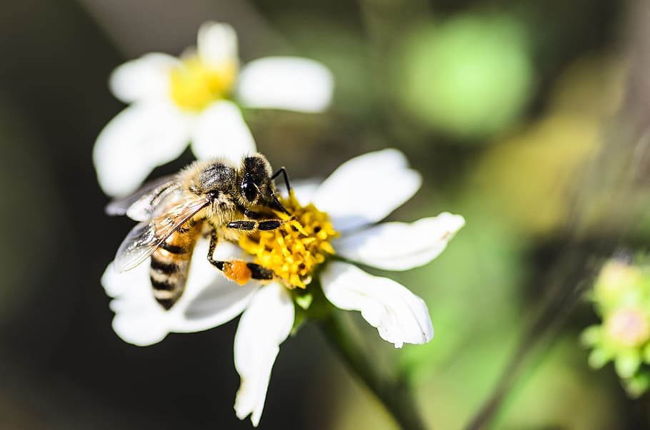bee, pollen, flower, macro, flowering plant, animal themes HD wallpaper