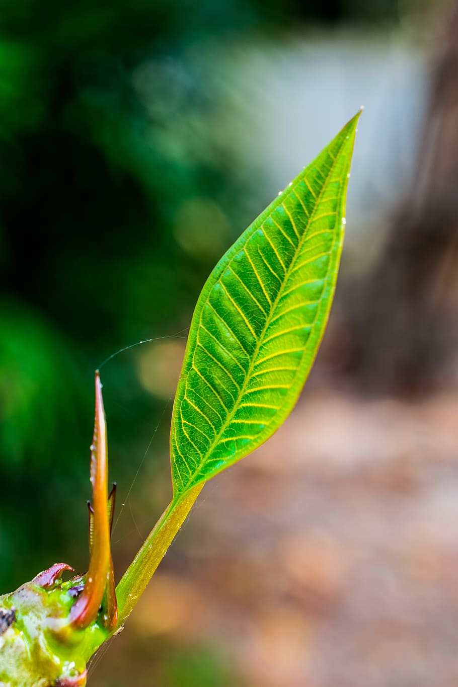 young drove, branches, tree, plant, spring, plant part, leaf HD wallpaper