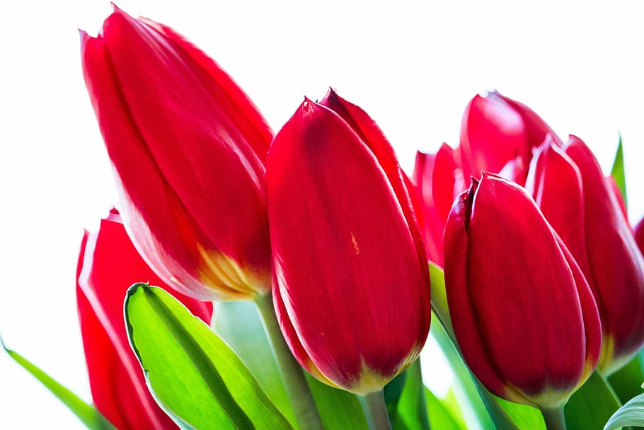 tulip, flower, spring, red, schnittblume, close, white background HD wallpaper
