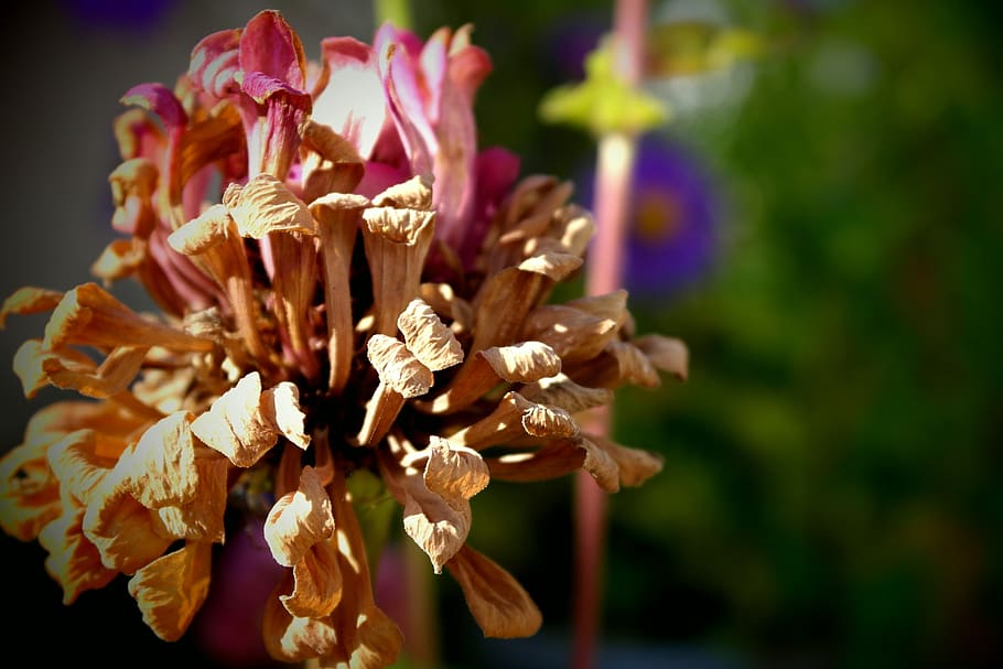 flower, old, withered, uncared for, isolated, flowering plant HD wallpaper