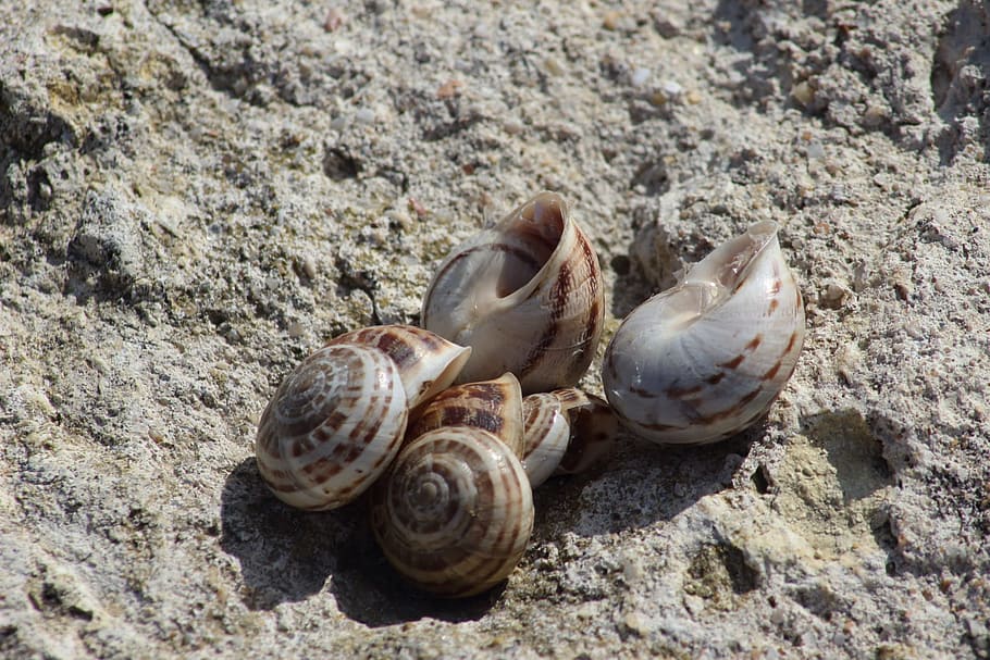 nature, shell, sand, coast, beach, sea, krupnyj plan, land HD wallpaper