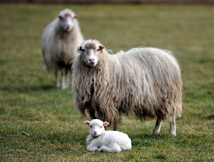 photo of gray sheep during daytime, lamb, passover, wool, meadow HD wallpaper