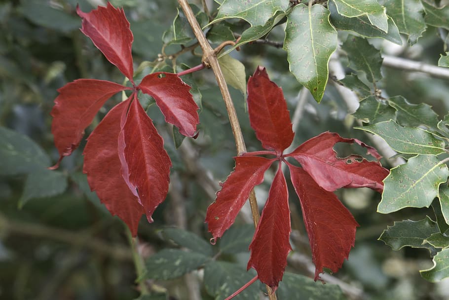 fall, leaves, red, plant part, leaf, growth, close-up, beauty in nature HD wallpaper