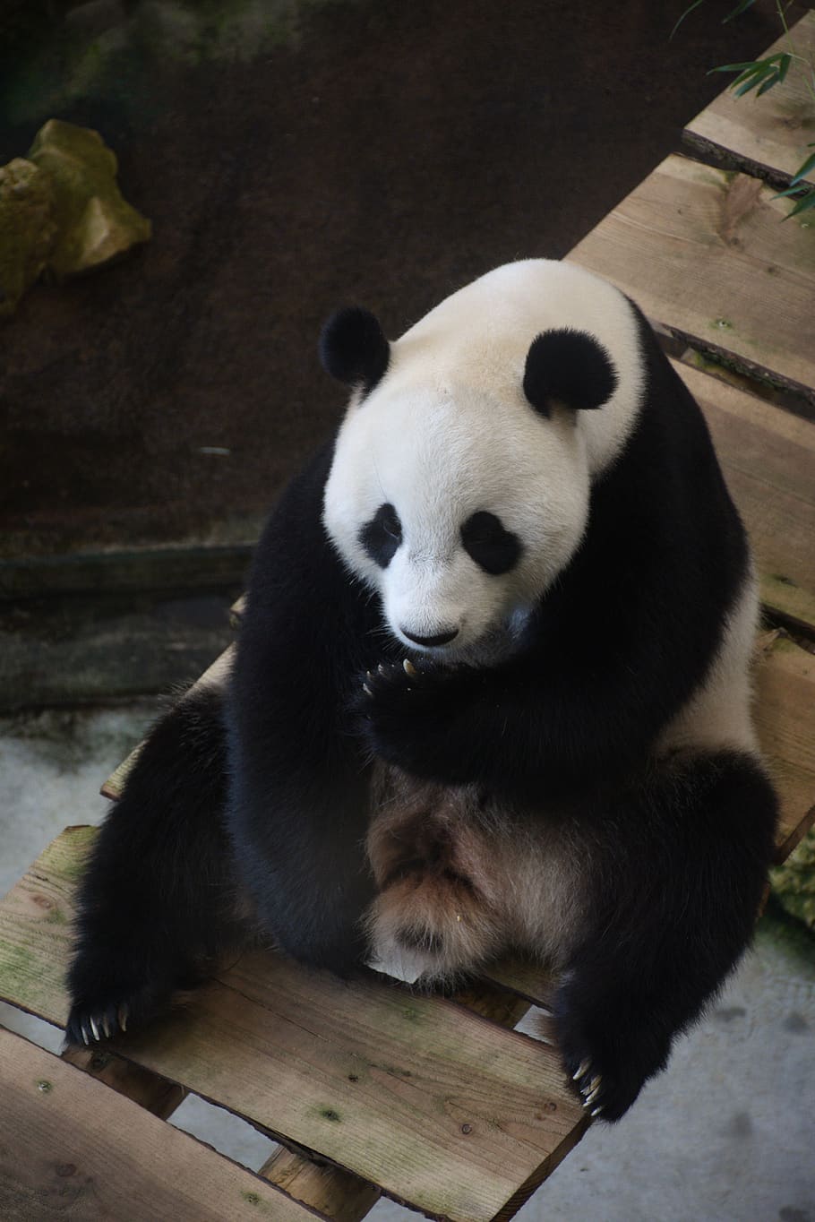 what are pandas prey and predators