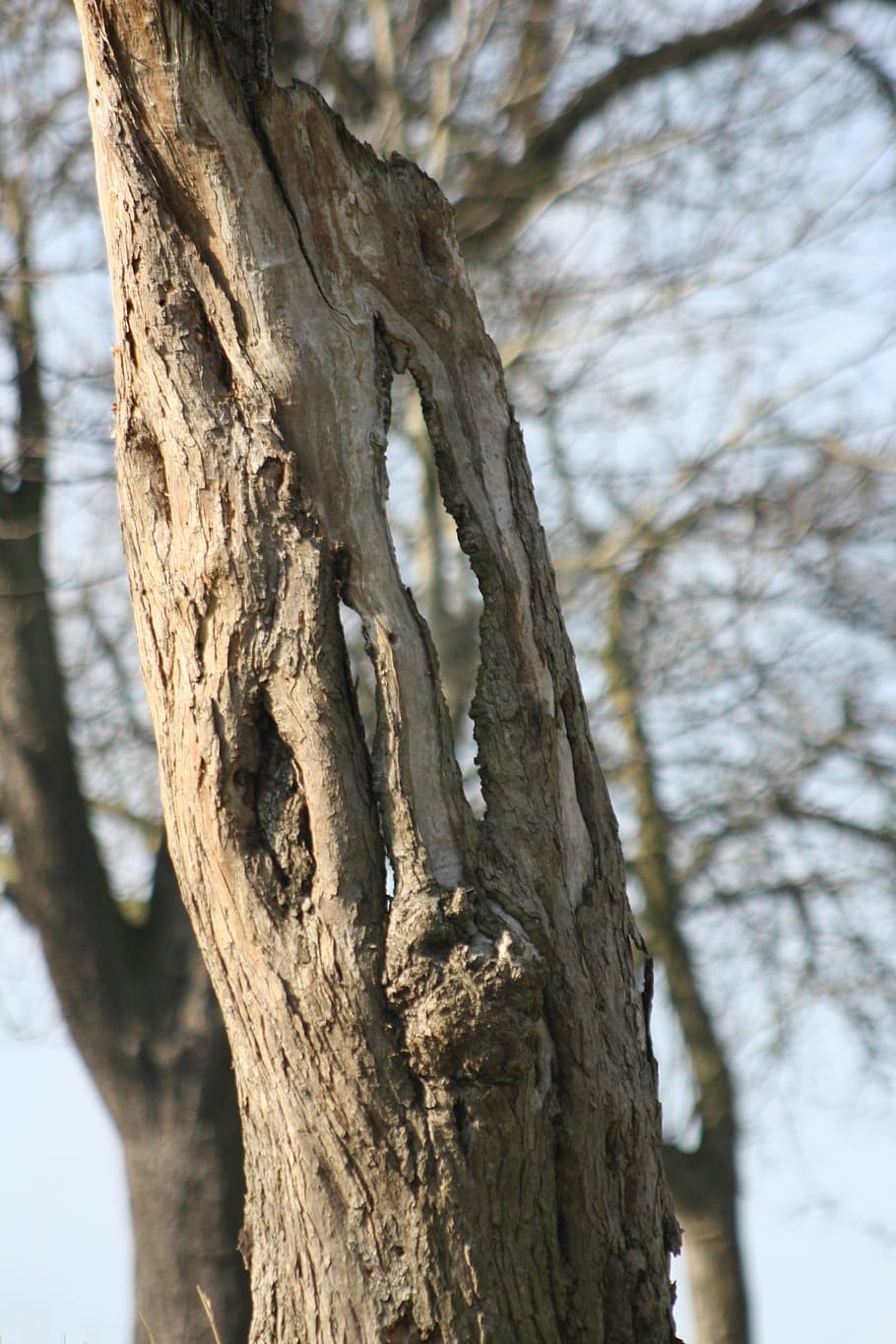 tree, old, nature, gnarled, tribe, transient, branch, tree Trunk HD wallpaper