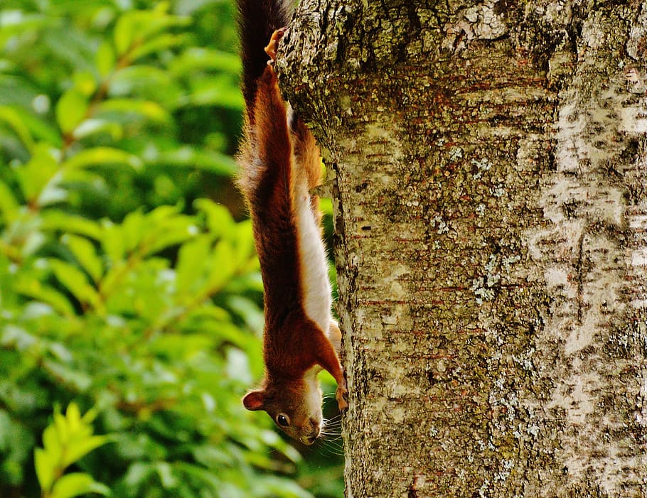 Squirrel, Nager, Cute, Nature, Rodent, climb, garden, eat, brown HD wallpaper