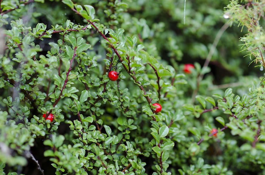 green, berry, dew, red, greenery, vegetation, red berries, swedish berries HD wallpaper
