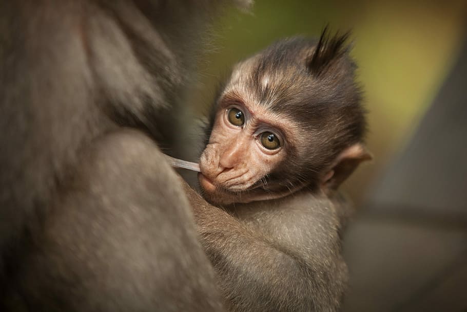 closeup photography of baby monkey, baby primate, face, fur, travel HD wallpaper
