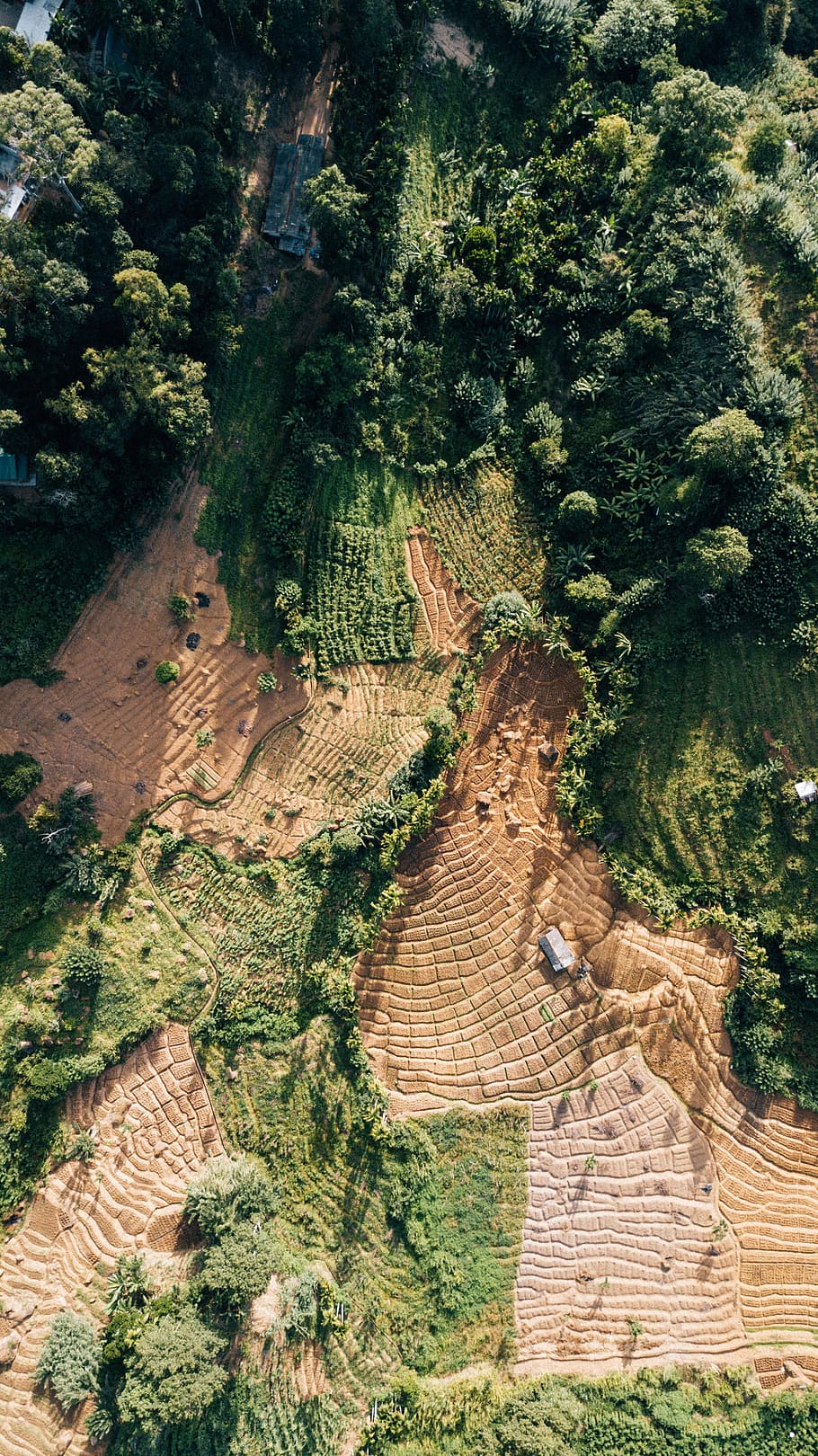aerial photo of forest during daytime, high angle photo of brown soil and trees HD wallpaper
