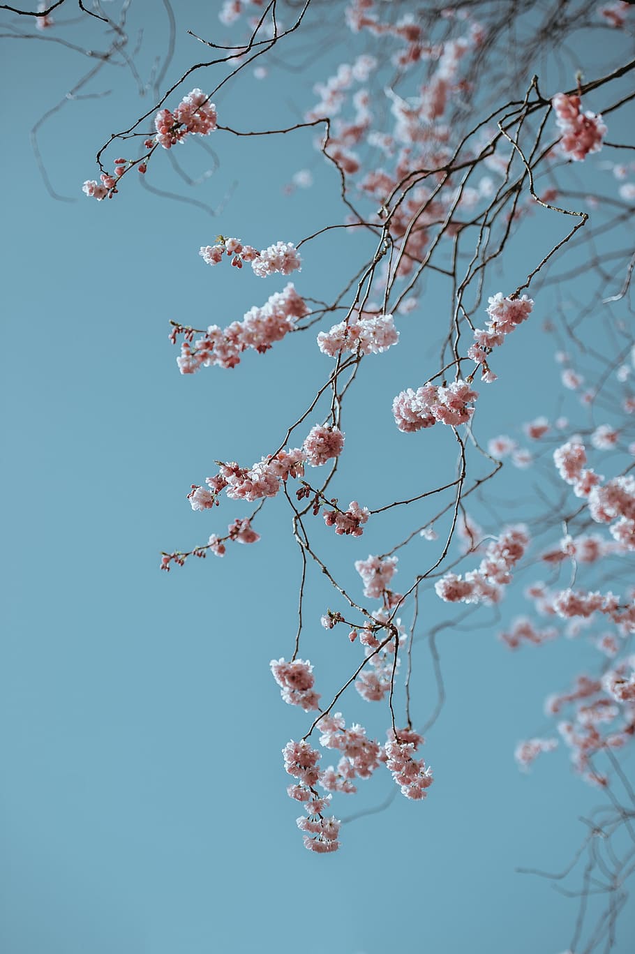 shallow focus photo of pink flowers, photo of pink leaf tree during daytime HD wallpaper