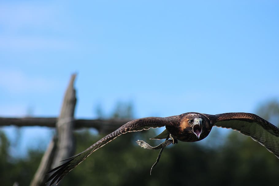 hawk, flight, bird, nature, animal, flying, feather, dom, wings HD wallpaper