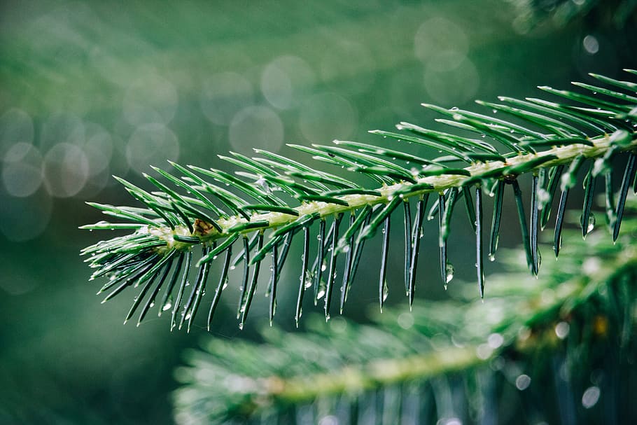 plant, nature, rain, drop, green, pine, tree, blur, leaf, green color HD wallpaper