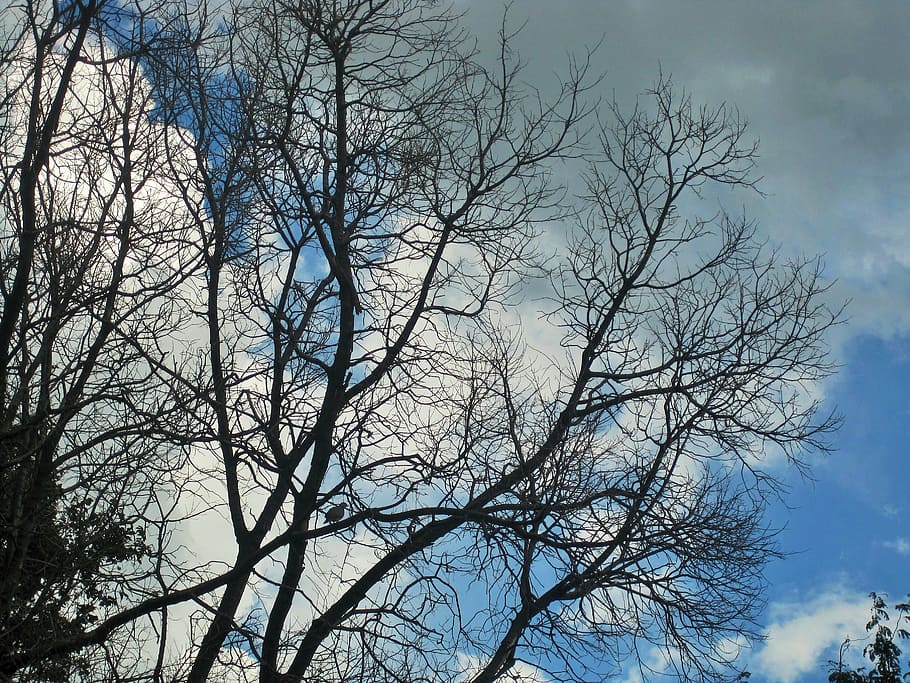 bare branches, trees, stripped, winter, sky, clouds, nature HD wallpaper