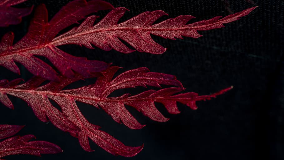 red leafed plant, red leaf with black background, low-key, nature HD wallpaper