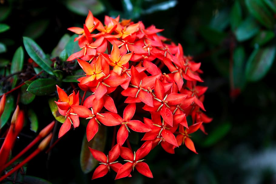 ixora, flower, garden, nature, flowers, tropical flower, red ixora HD wallpaper
