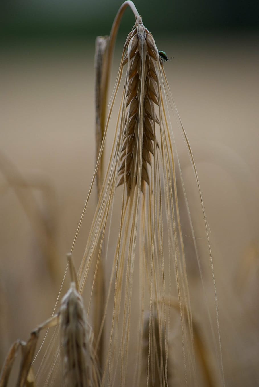 cornfield, summer, plant, close-up, cereal plant, crop, selective focus HD wallpaper